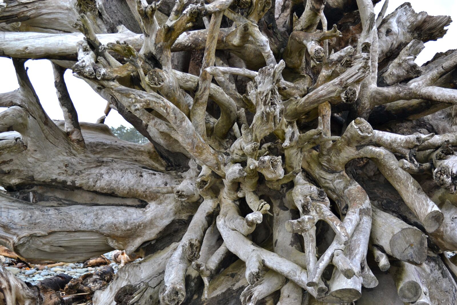 Nikon D3100 sample photo. Roots, driftwood, tree roots photography