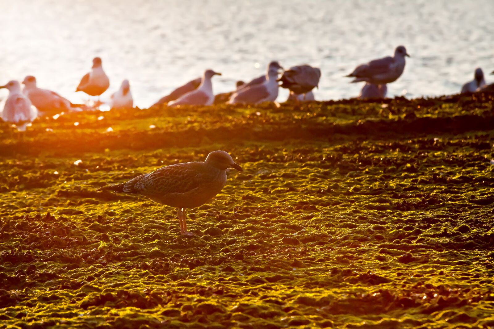 Canon EOS 50D sample photo. Gulls, sea, bird photography