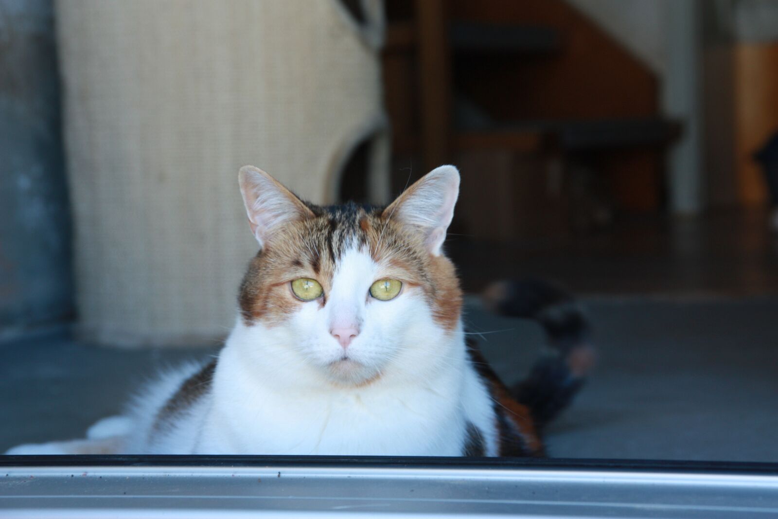 Canon EOS 450D (EOS Rebel XSi / EOS Kiss X2) sample photo. Eyes, view, pet photography