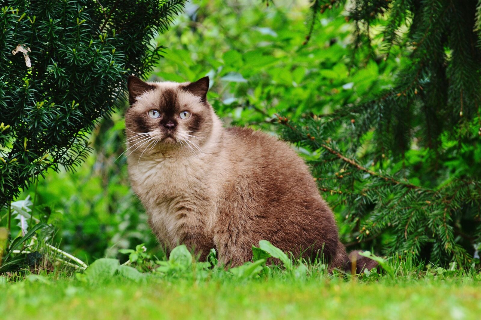 Nikon D3200 sample photo. Cat, british shorthair, mieze photography