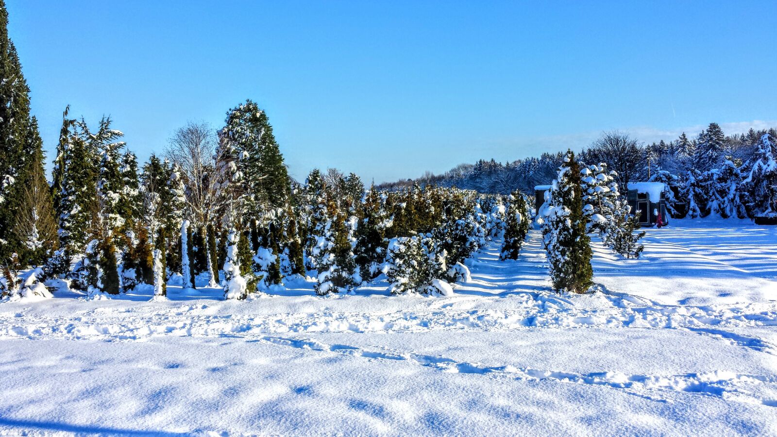 Samsung Galaxy S4 sample photo. Snow, blue sky, winter photography