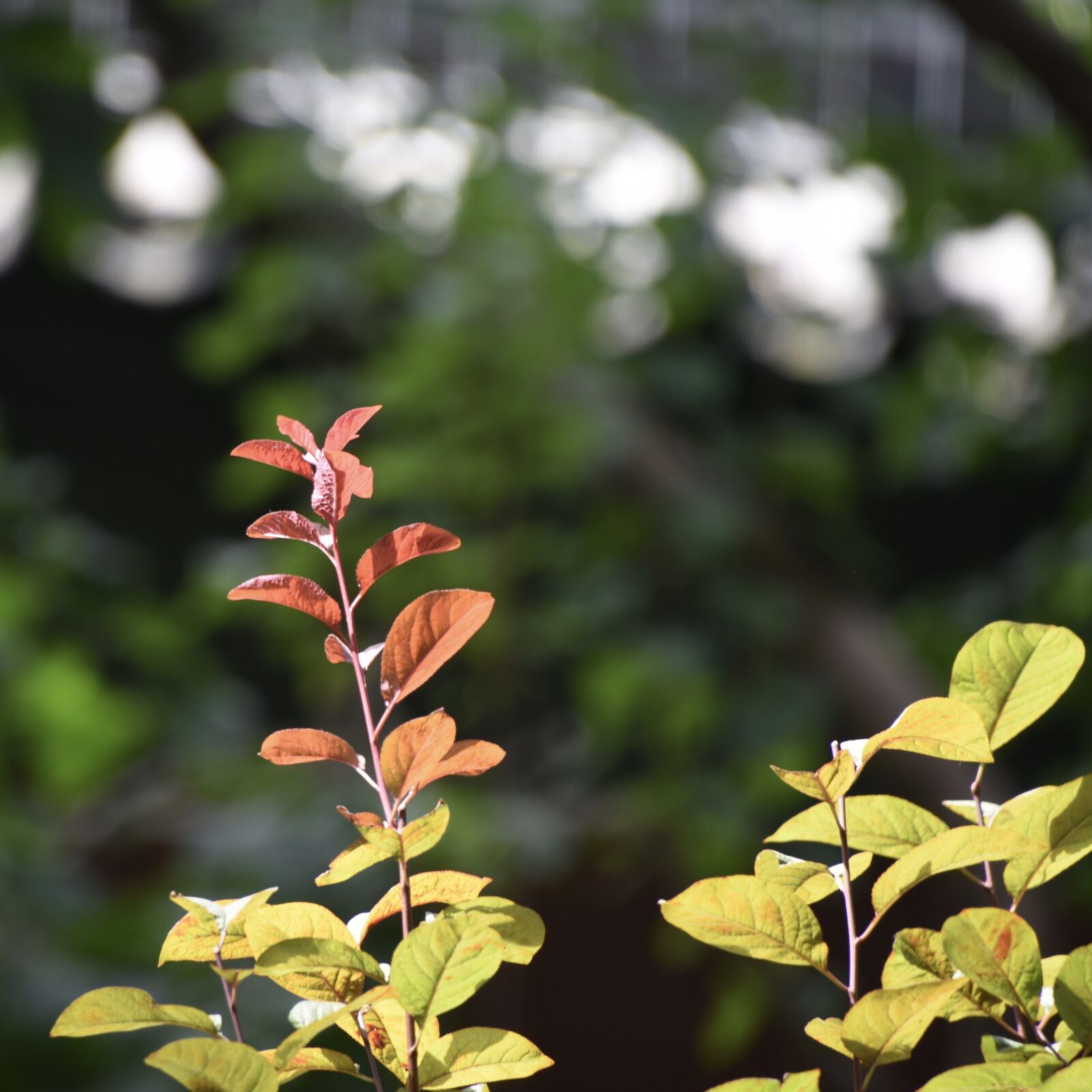 Nikon D7200 sample photo. Leaf, red, green photography