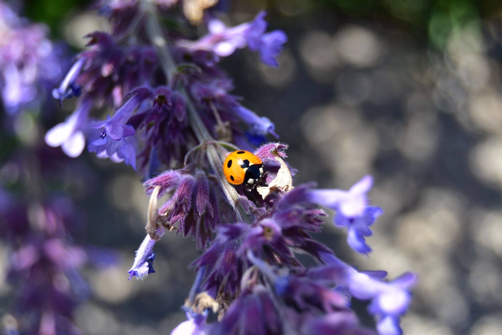 Nikon D5600 sample photo. Ladybug on flower, spring photography