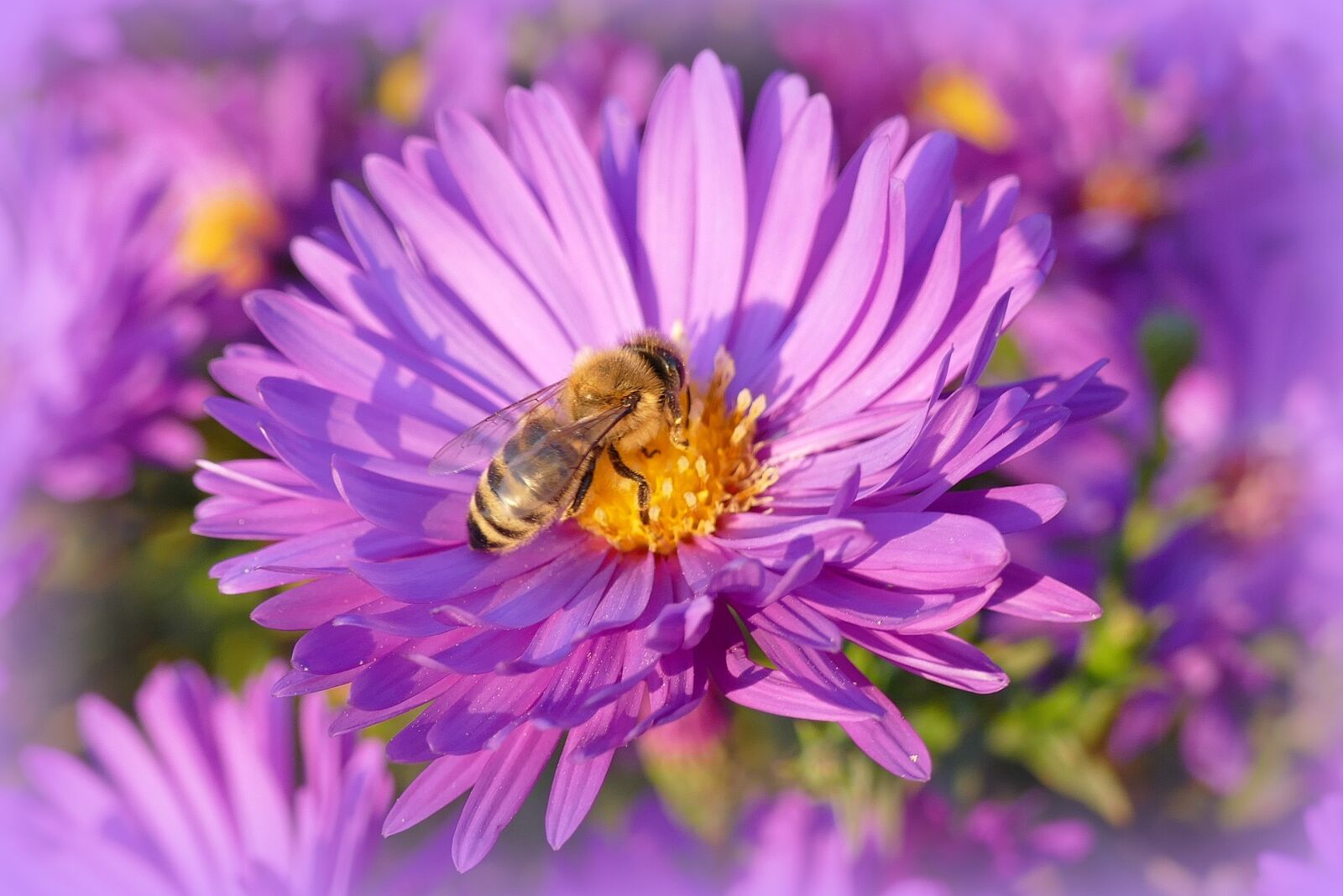 Panasonic Lumix DMC-FZ1000 sample photo. Nature, flower, garden photography