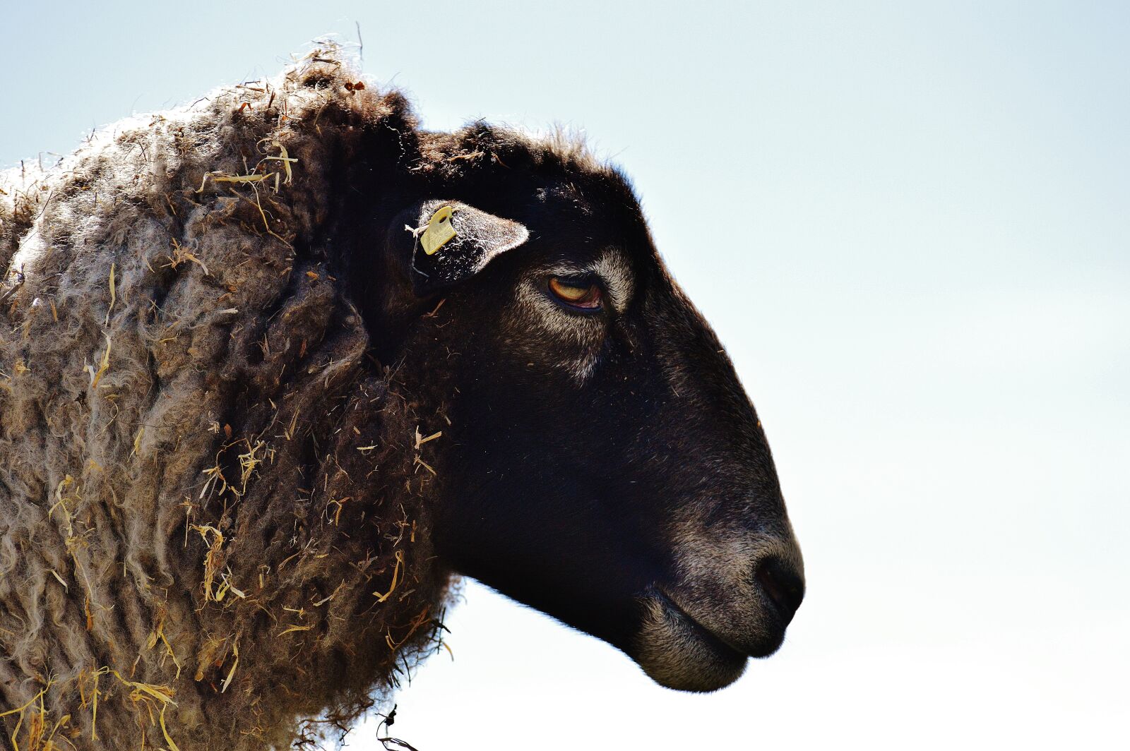 Nikon D3200 sample photo. Sheep, wool, animal photography