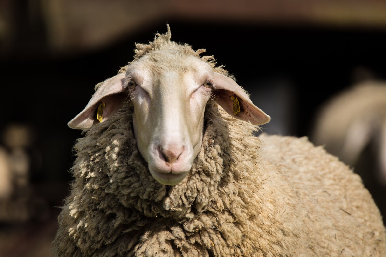 Canon EOS 6D + Tamron SP 150-600mm F5-6.3 Di VC USD sample photo. Sheep, wool, animal photography