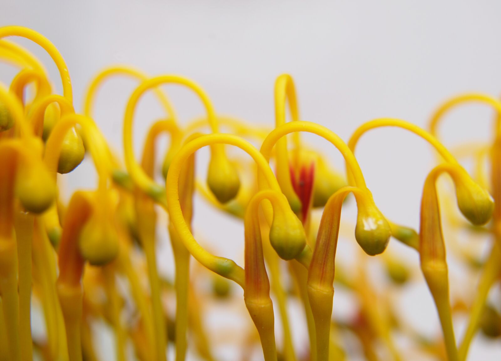Nikon D40X sample photo. Macro, close up, native photography