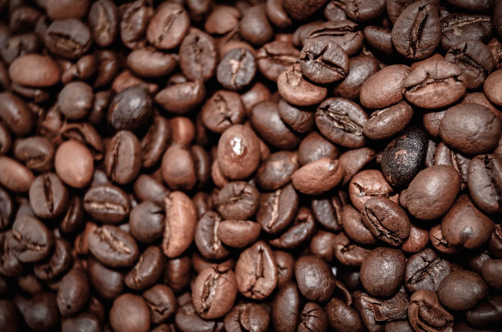 Nikon D5100 sample photo. Coffee, plant, baked, kernel photography