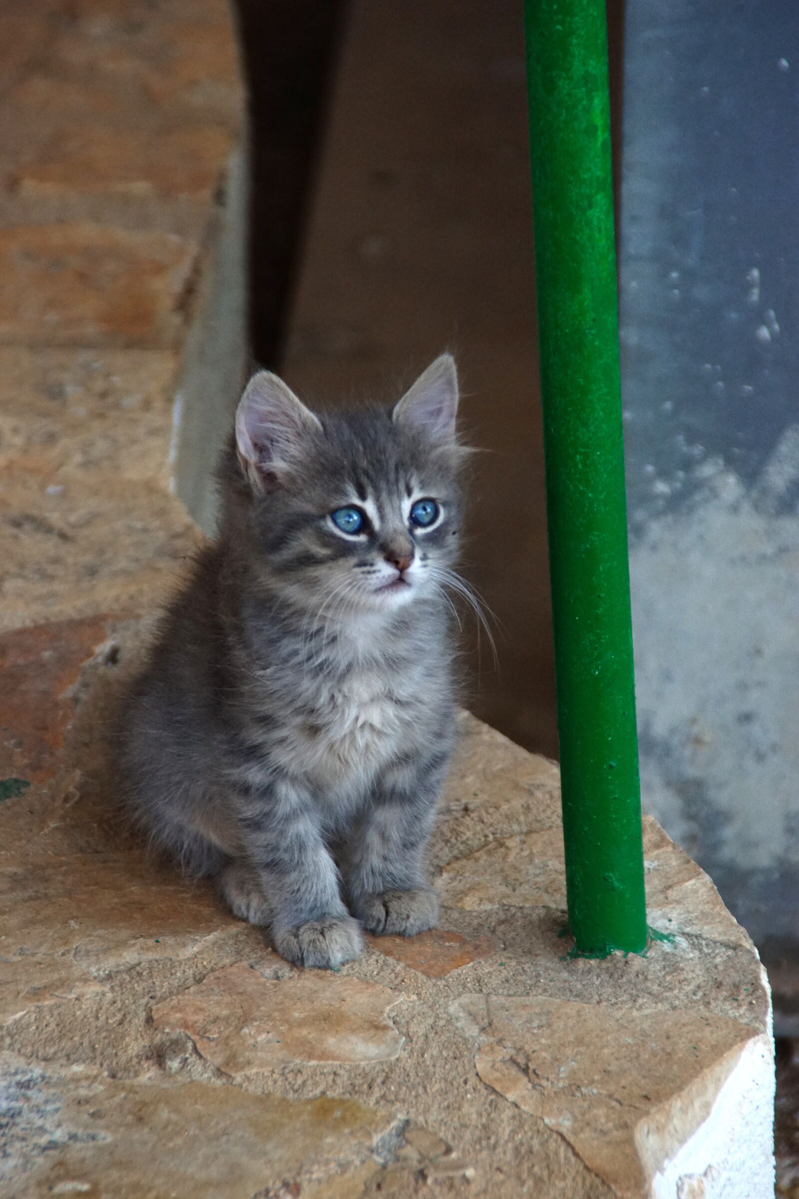 Sony DT 18-200mm F3.5-6.3 sample photo. Cat, kitten, animals photography