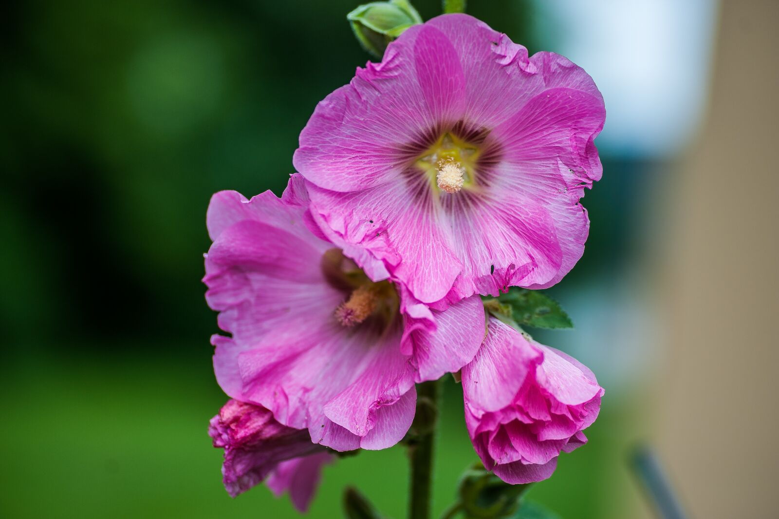 Nikon D700 sample photo. Stock rose, nahauenahme, flowers photography