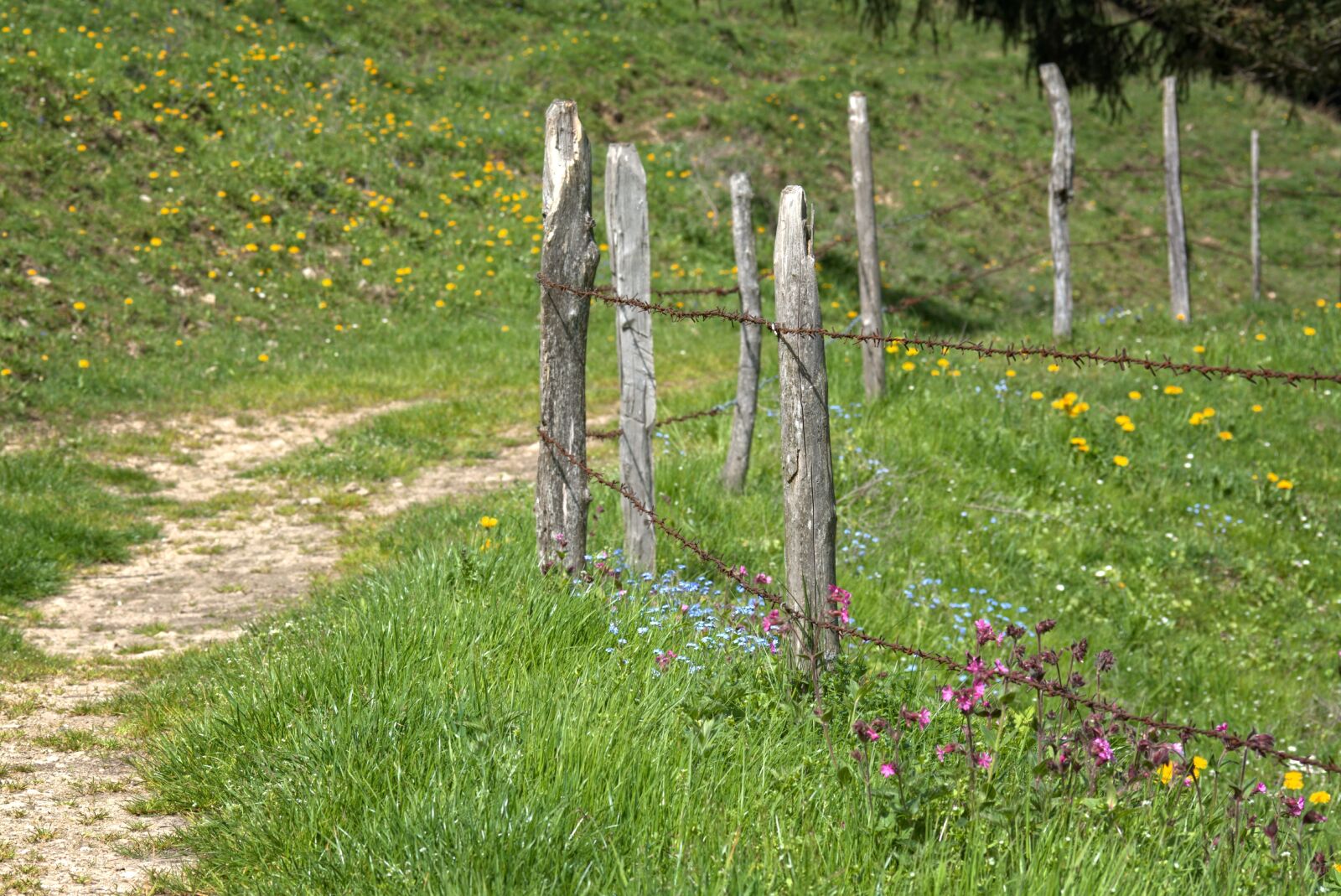 55.0-200.0mm f/4.0-f/5.6 sample photo. Away, path, post photography