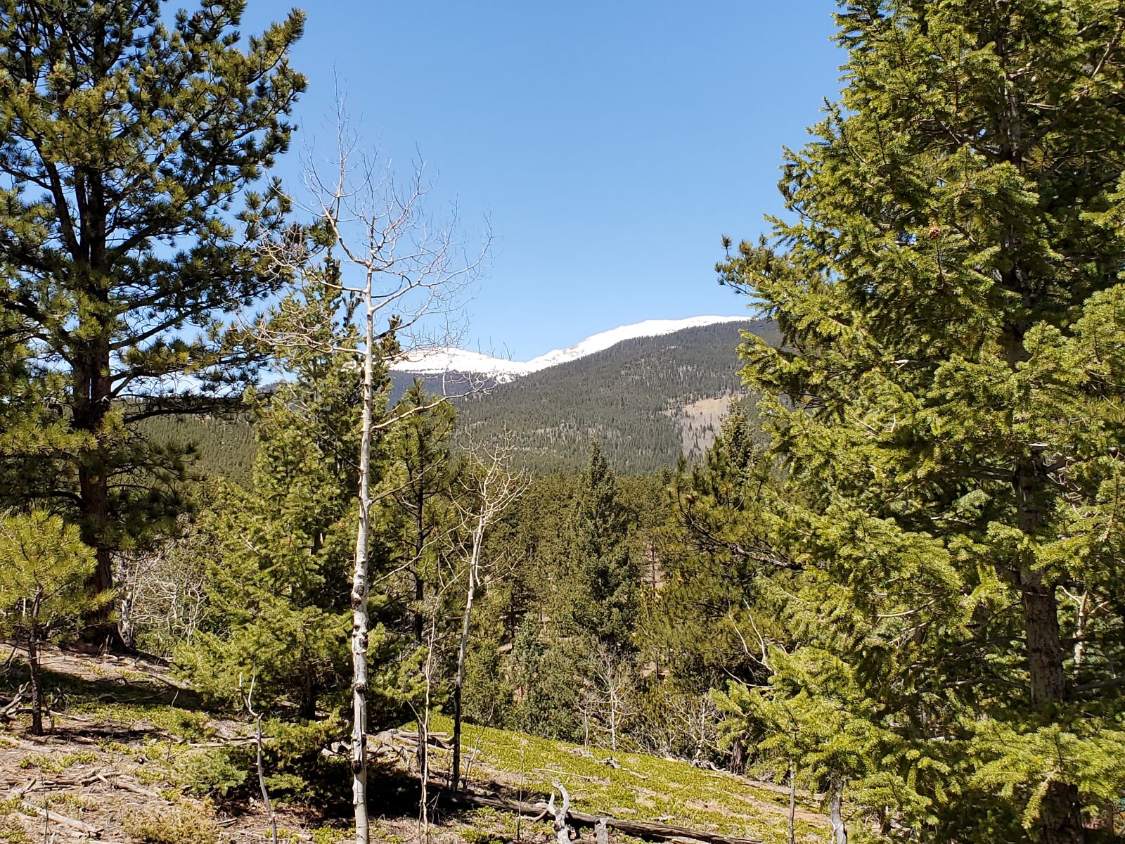 Samsung Galaxy S10+ sample photo. Pike, national, forest photography