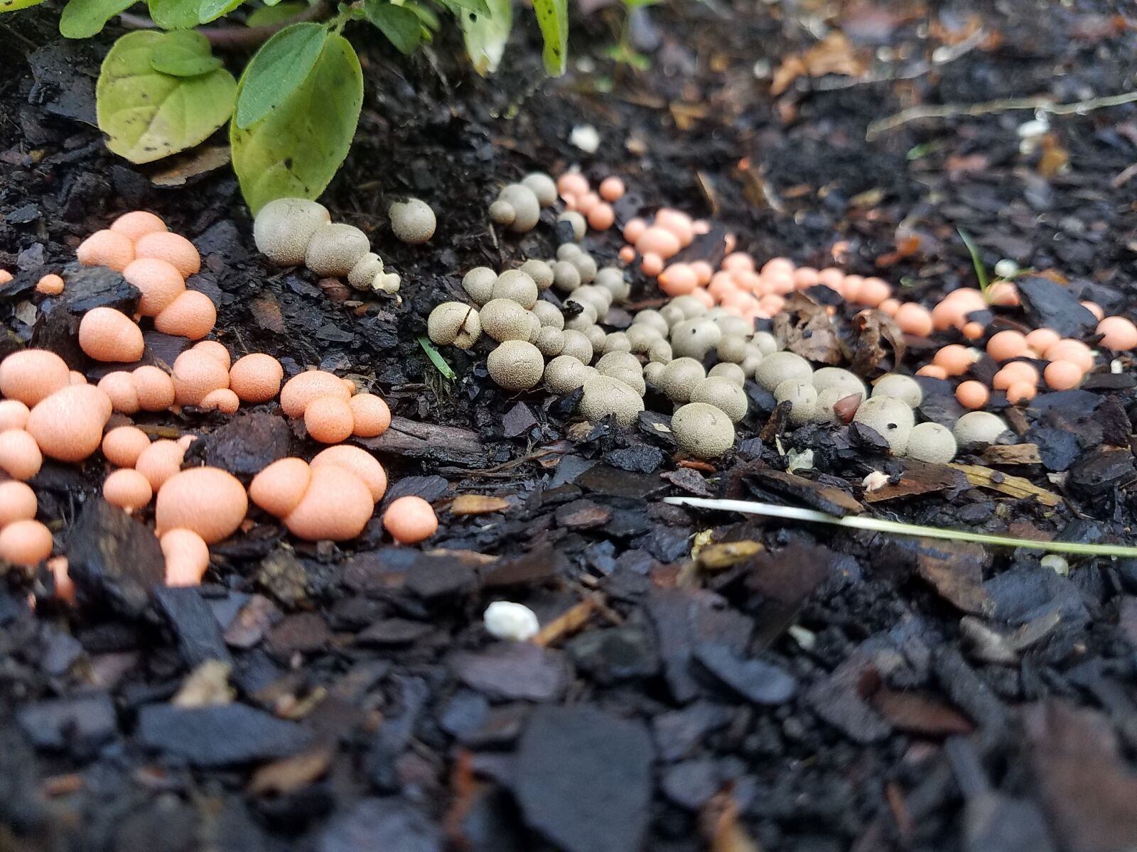 Samsung Galaxy S7 sample photo. Fungi, gardening, garden photography