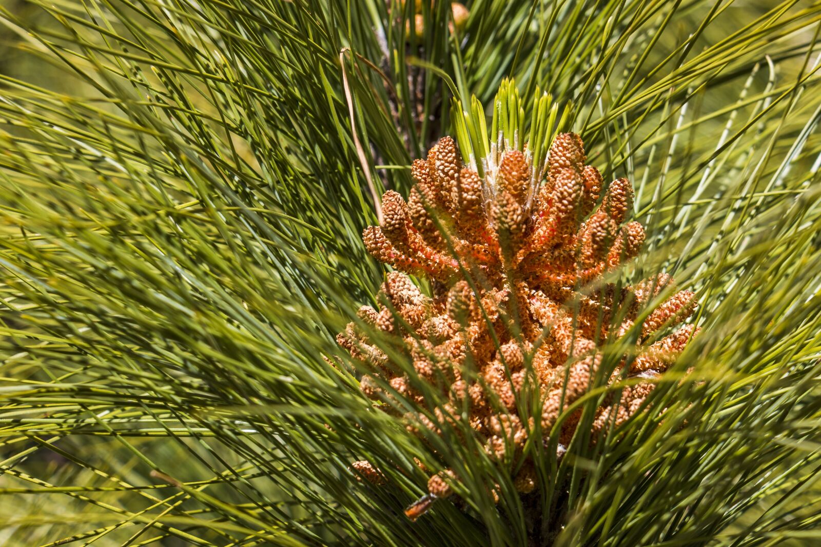 Canon EOS 70D sample photo. Pine, forest, conifer photography