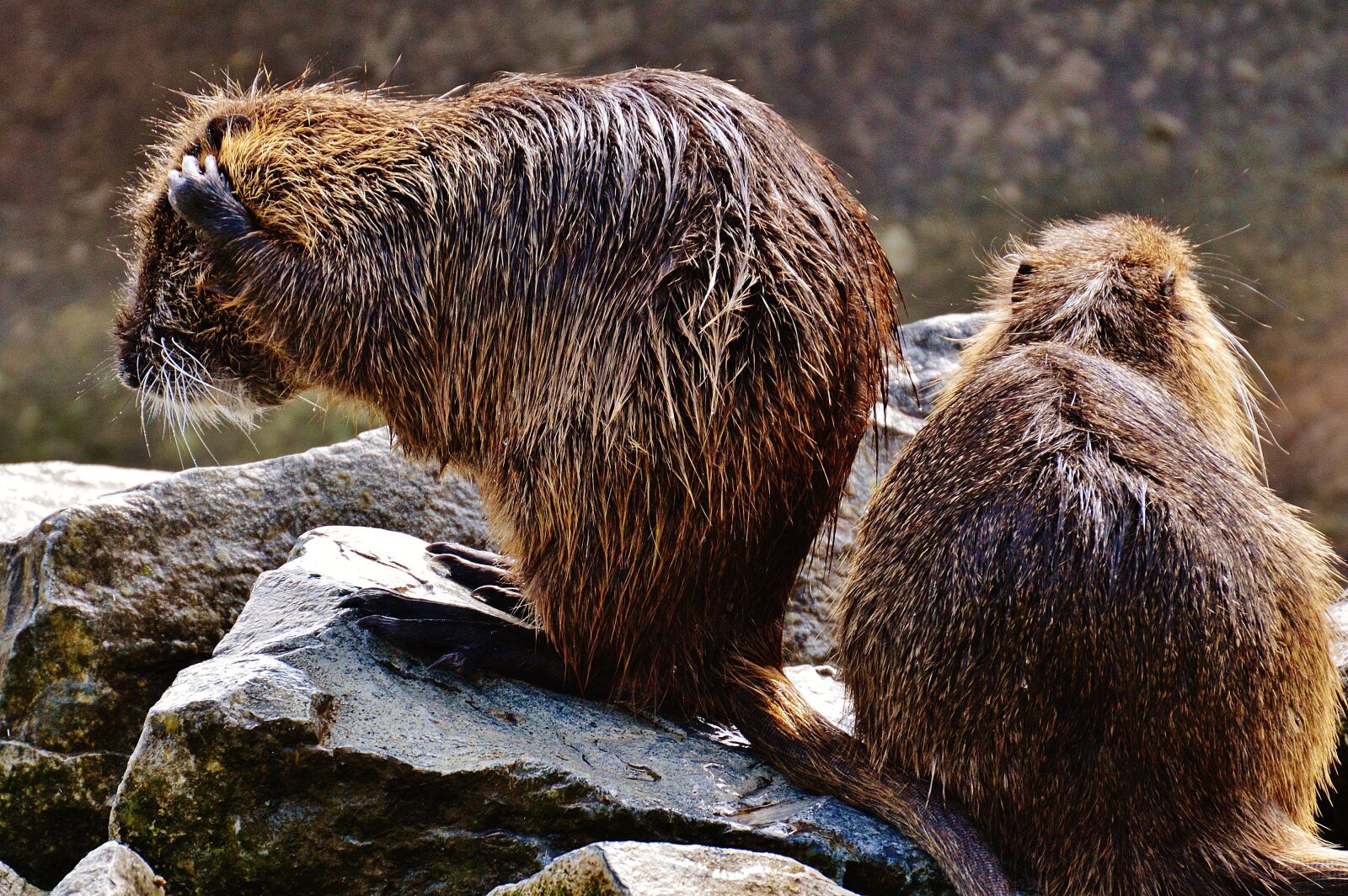 Nikon D3200 sample photo. Nutria, wildpark poing, rodent photography