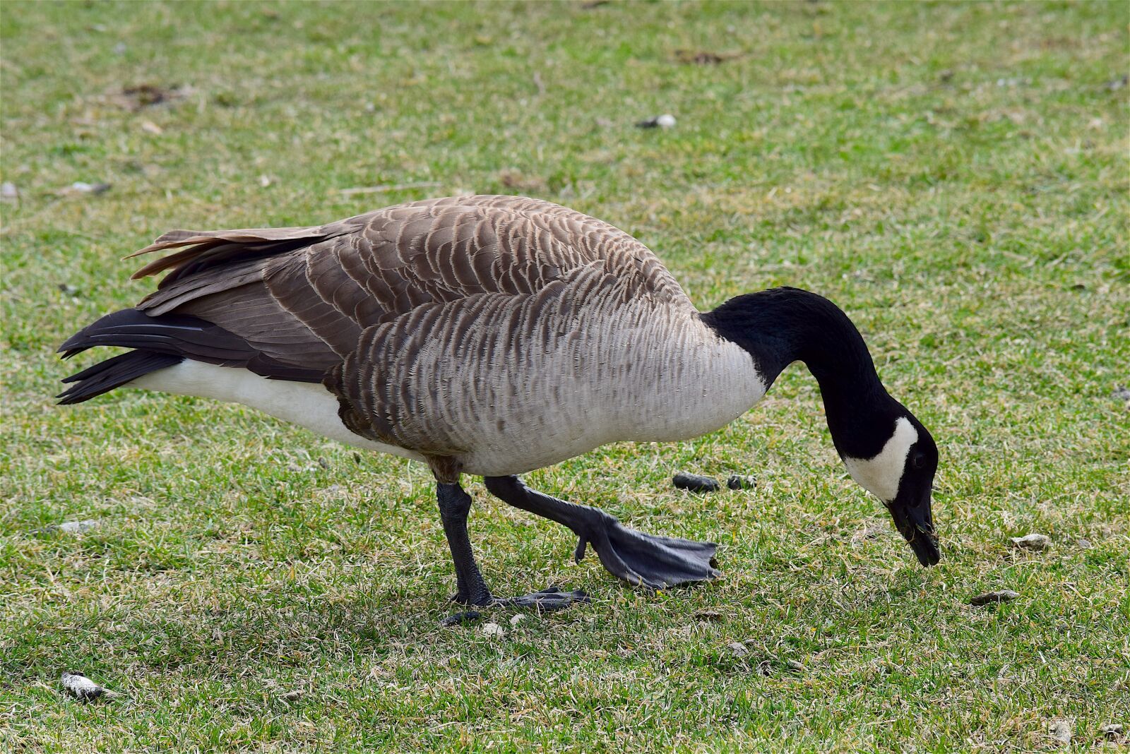 Nikon D3300 sample photo. Goose, grass, canadian photography