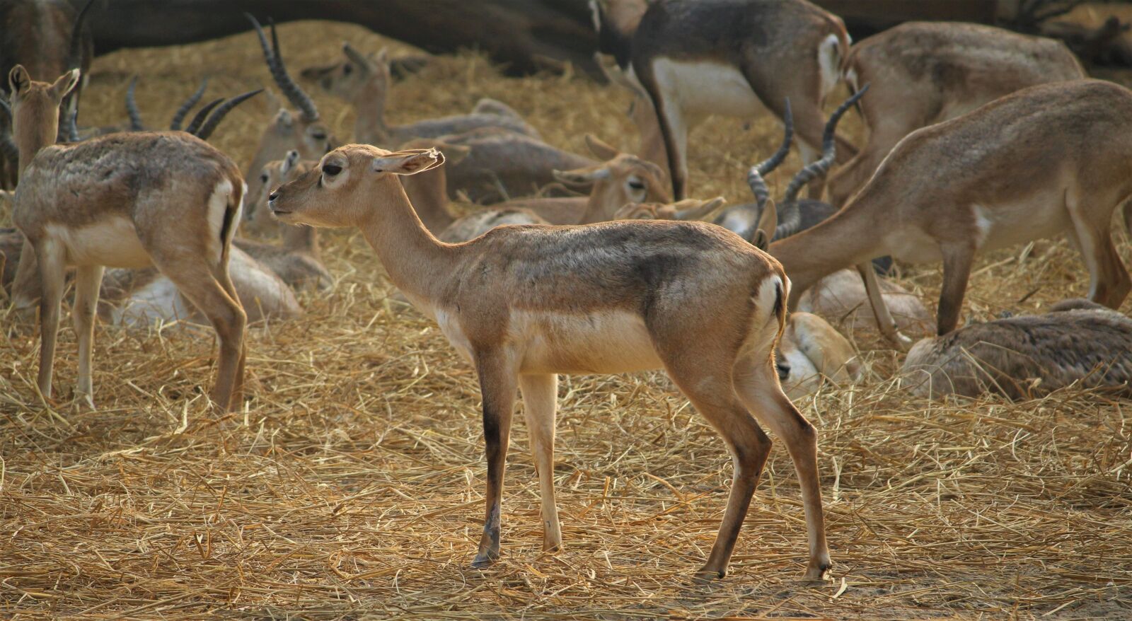 Canon EOS 1200D (EOS Rebel T5 / EOS Kiss X70 / EOS Hi) sample photo. Deer, animal, nature photography