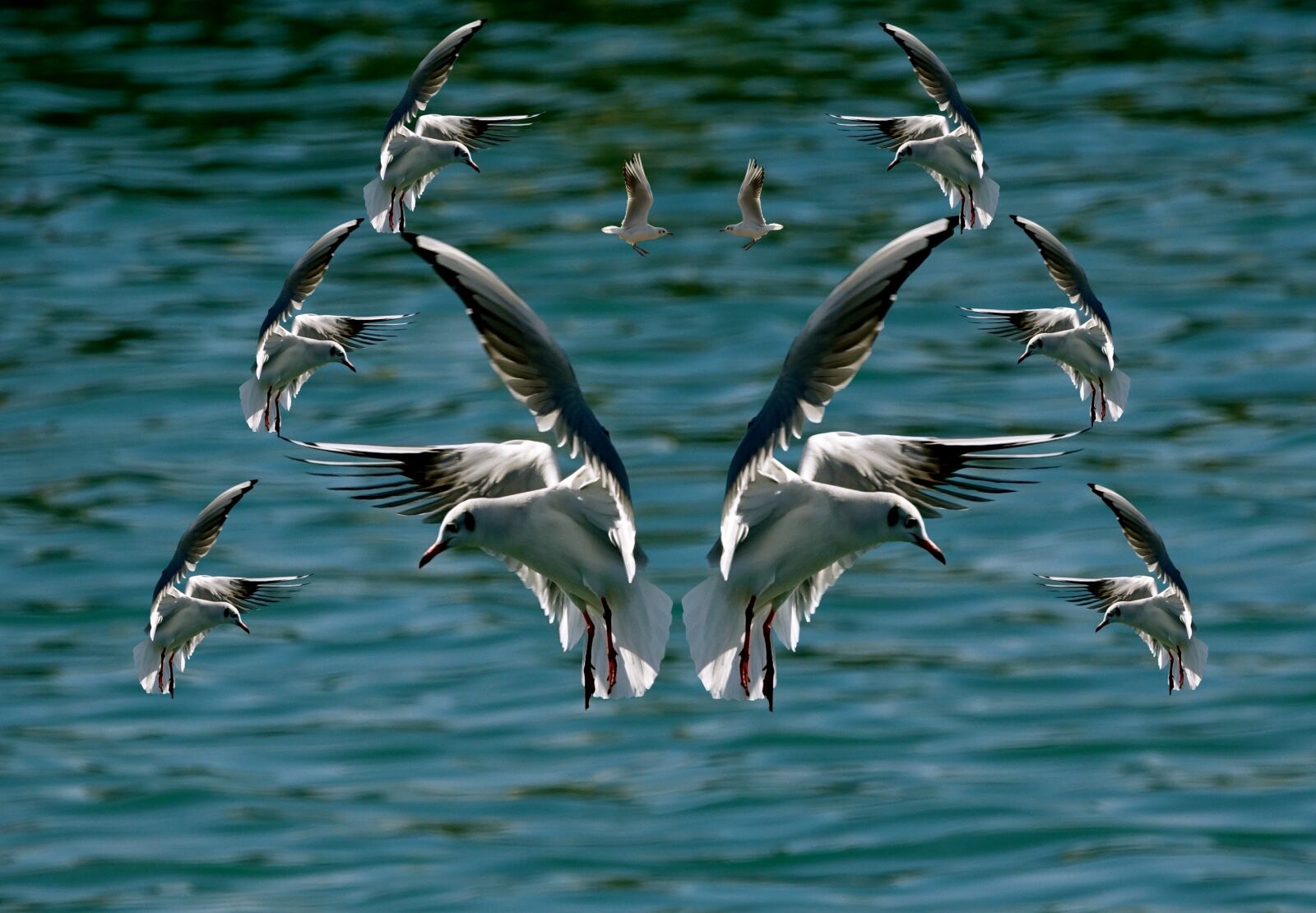 Sony Cyber-shot DSC-RX10 III sample photo. Bird, prom gulls beach photography