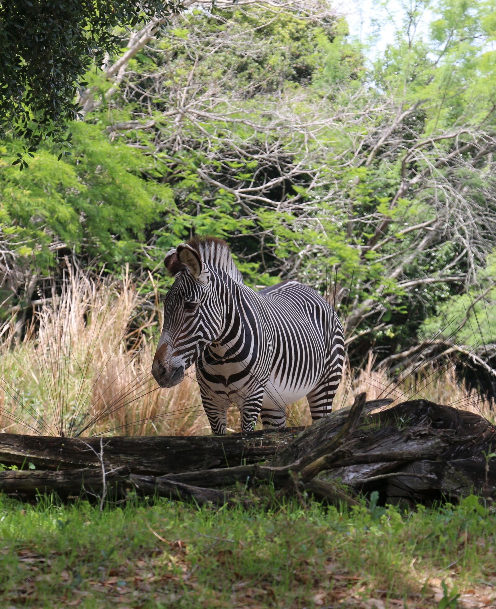 Canon EOS 70D sample photo. Zebra, photo taken at photography