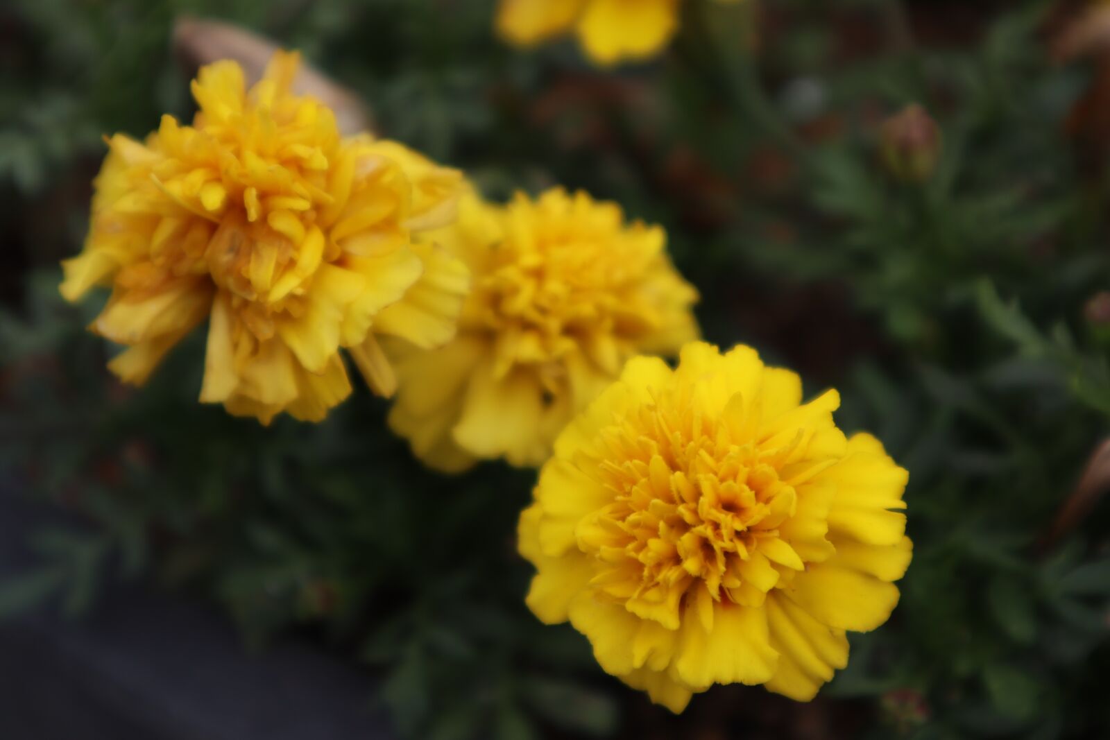 Canon EOS M50 (EOS Kiss M) sample photo. Nature, plants, wood photography