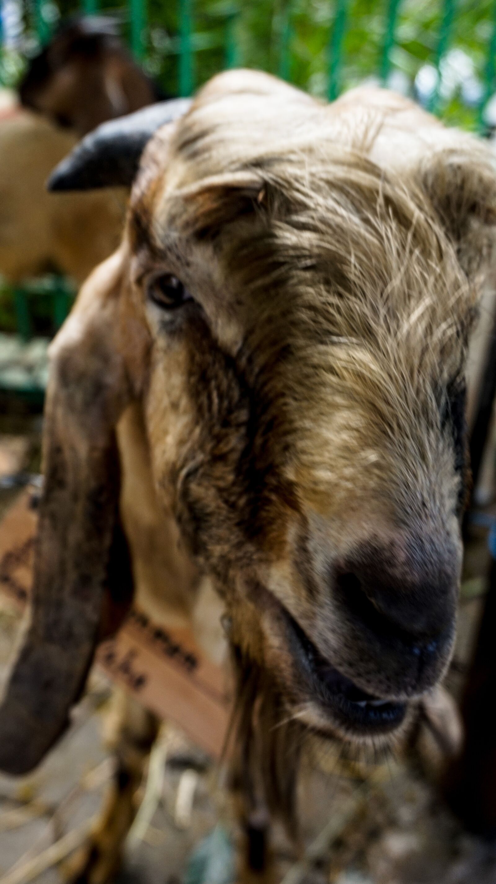 Sony Alpha a5000 (ILCE 5000) sample photo. Goat, animals, livestock photography