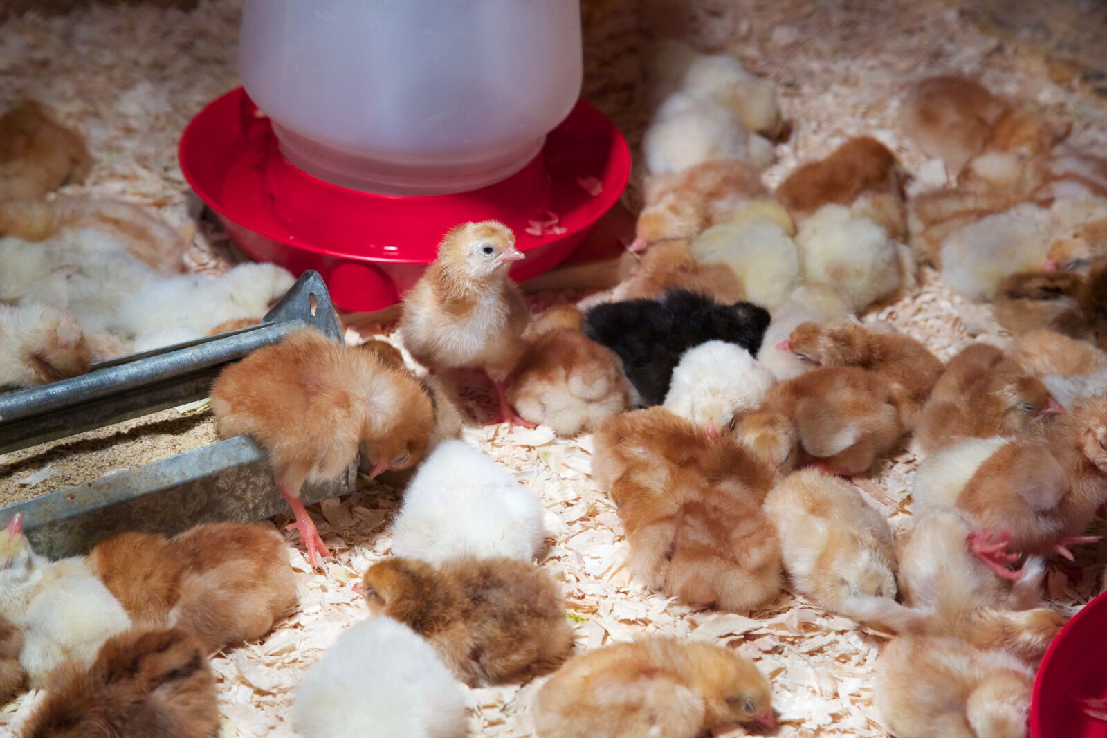 Canon EF 24-105mm F4L IS USM sample photo. Chick, chicken, baby photography