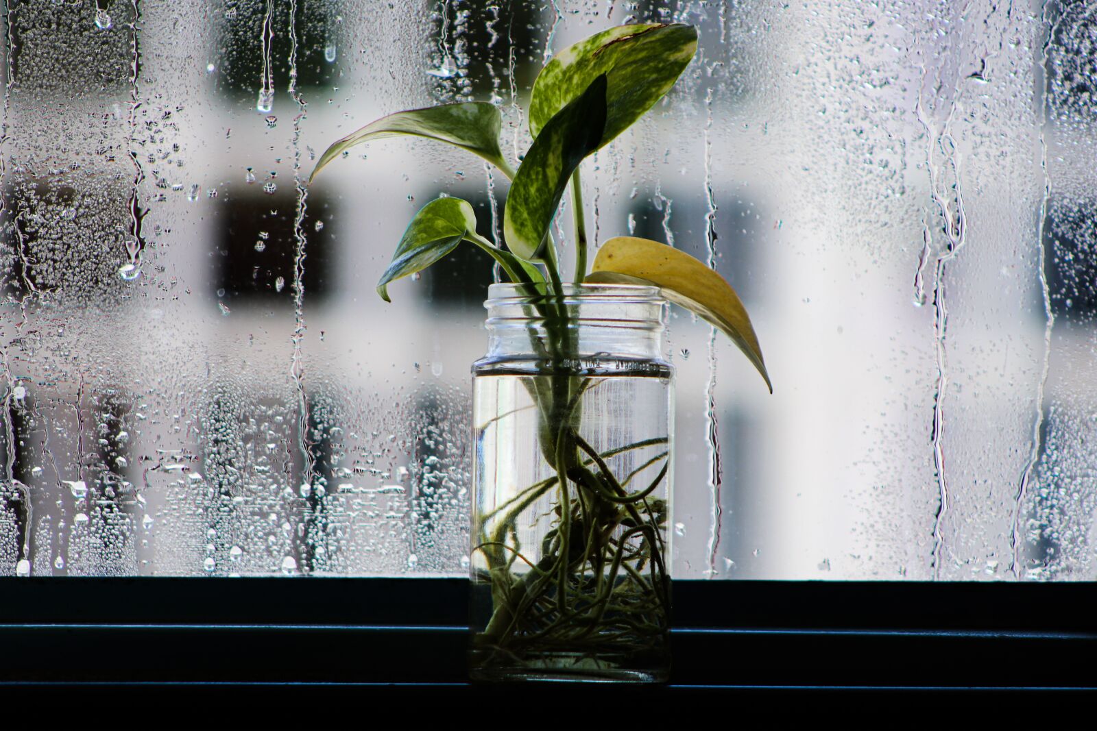 Canon EOS 80D sample photo. Plants, green, blur photography