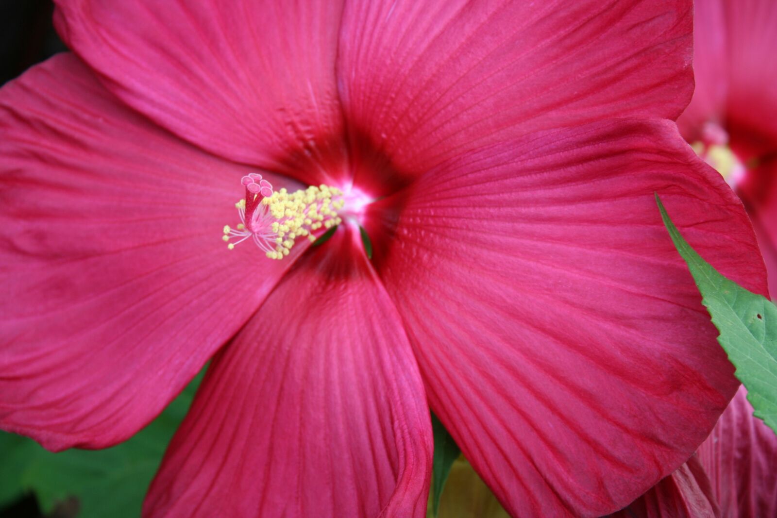 Canon EOS 350D (EOS Digital Rebel XT / EOS Kiss Digital N) sample photo. Flower, nature, beautiful photography