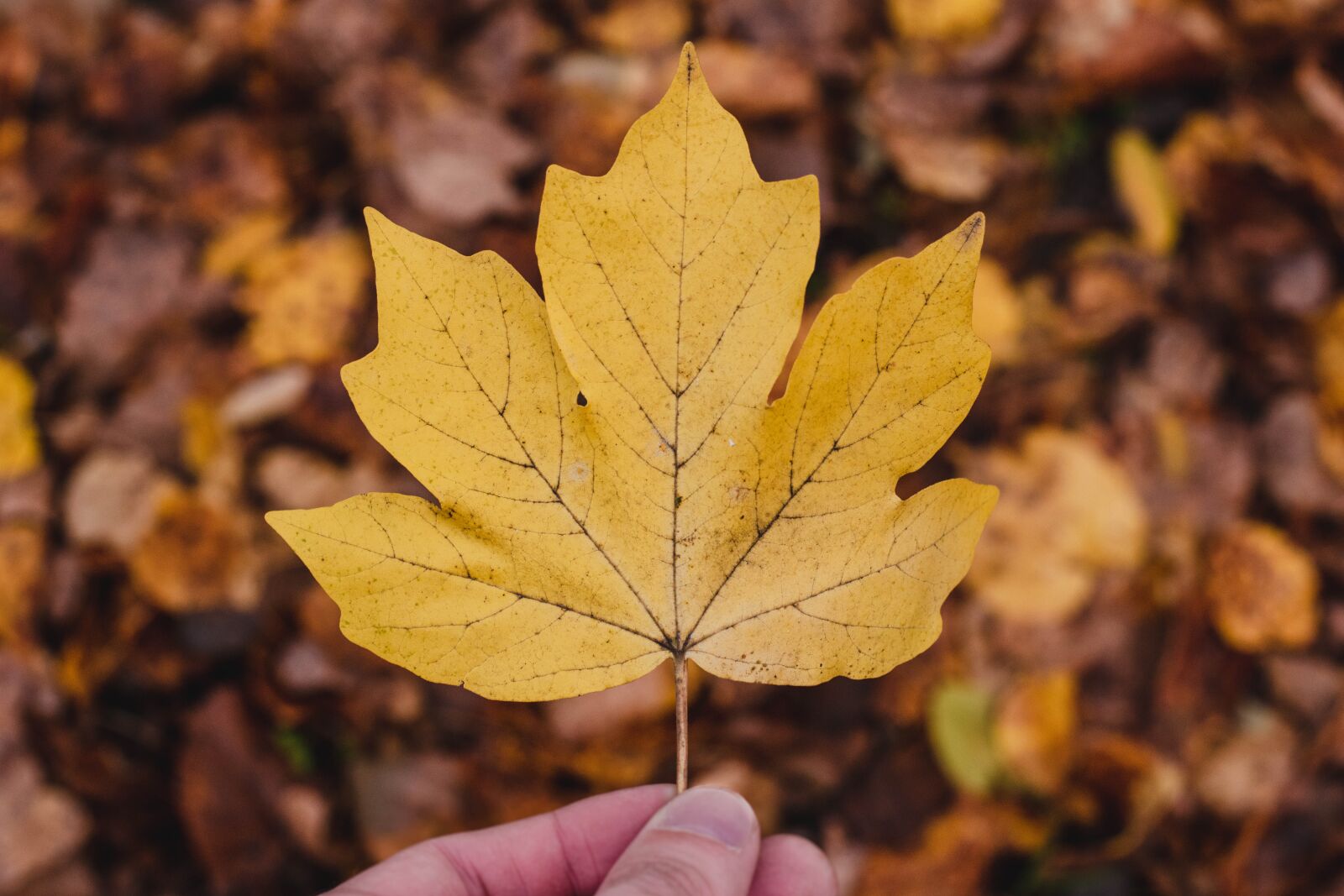 Nikon D5600 sample photo. Sheet, leaves, background photography