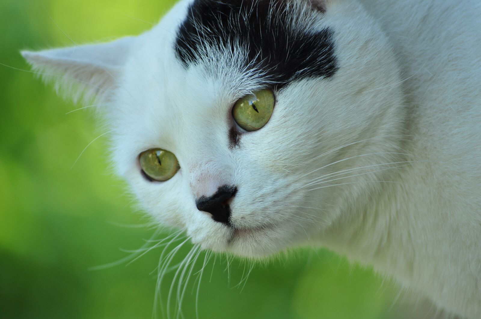 Nikon D5000 sample photo. Cat, white, kitler photography