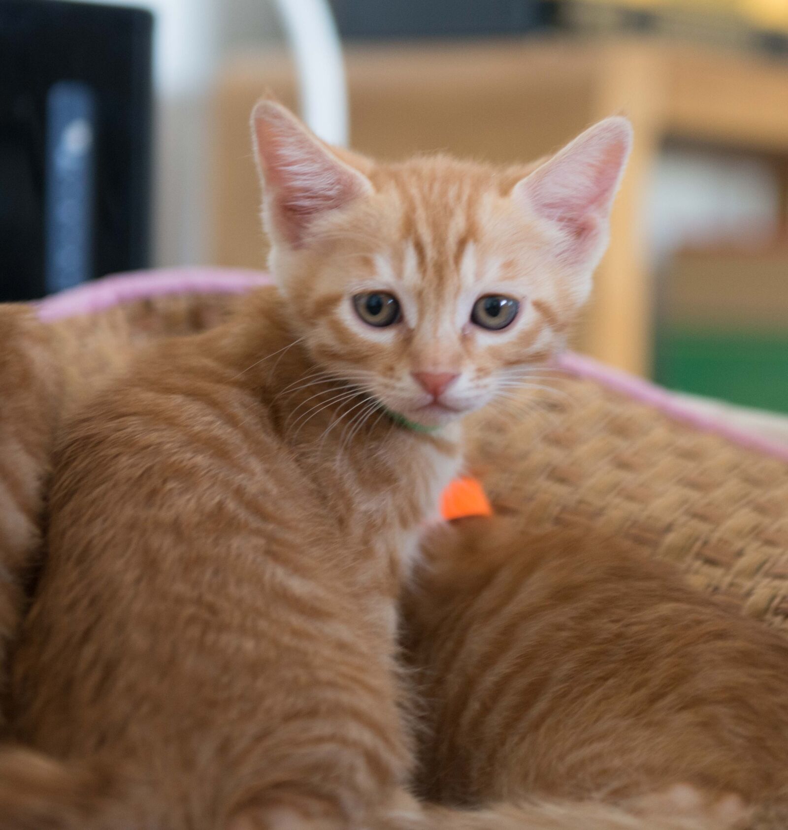 Nikon AF-S Nikkor 24-70mm F2.8G ED sample photo. Cat photography