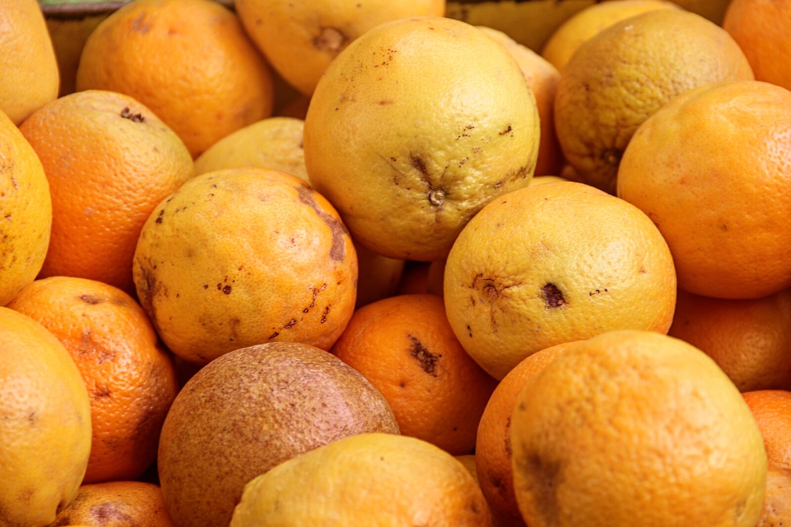 Canon EOS 1100D (EOS Rebel T3 / EOS Kiss X50) sample photo. Oranges, tropical fruits, mediterranean photography
