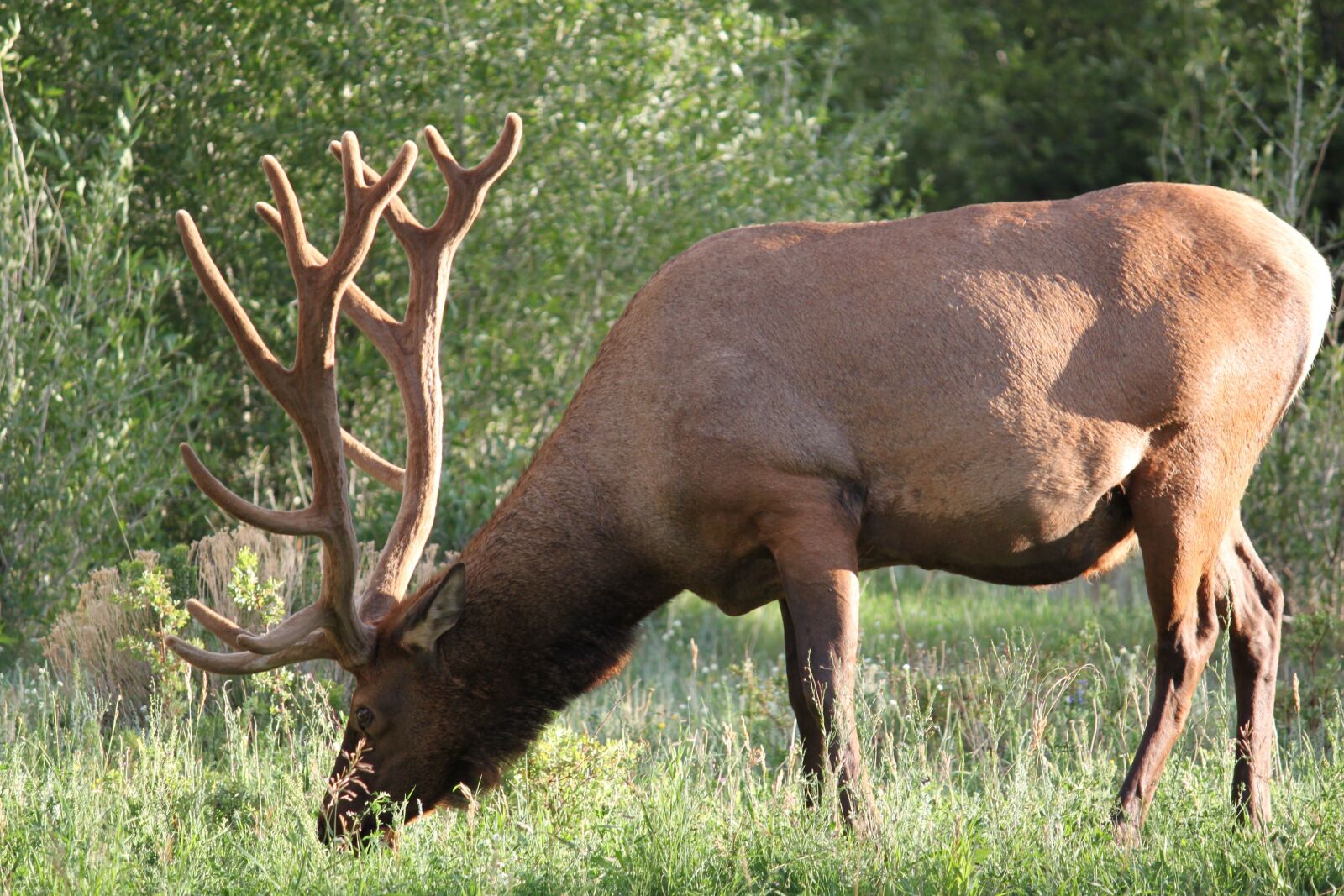 Canon EOS 500D (EOS Rebel T1i / EOS Kiss X3) sample photo. Elk, nature, colorado photography
