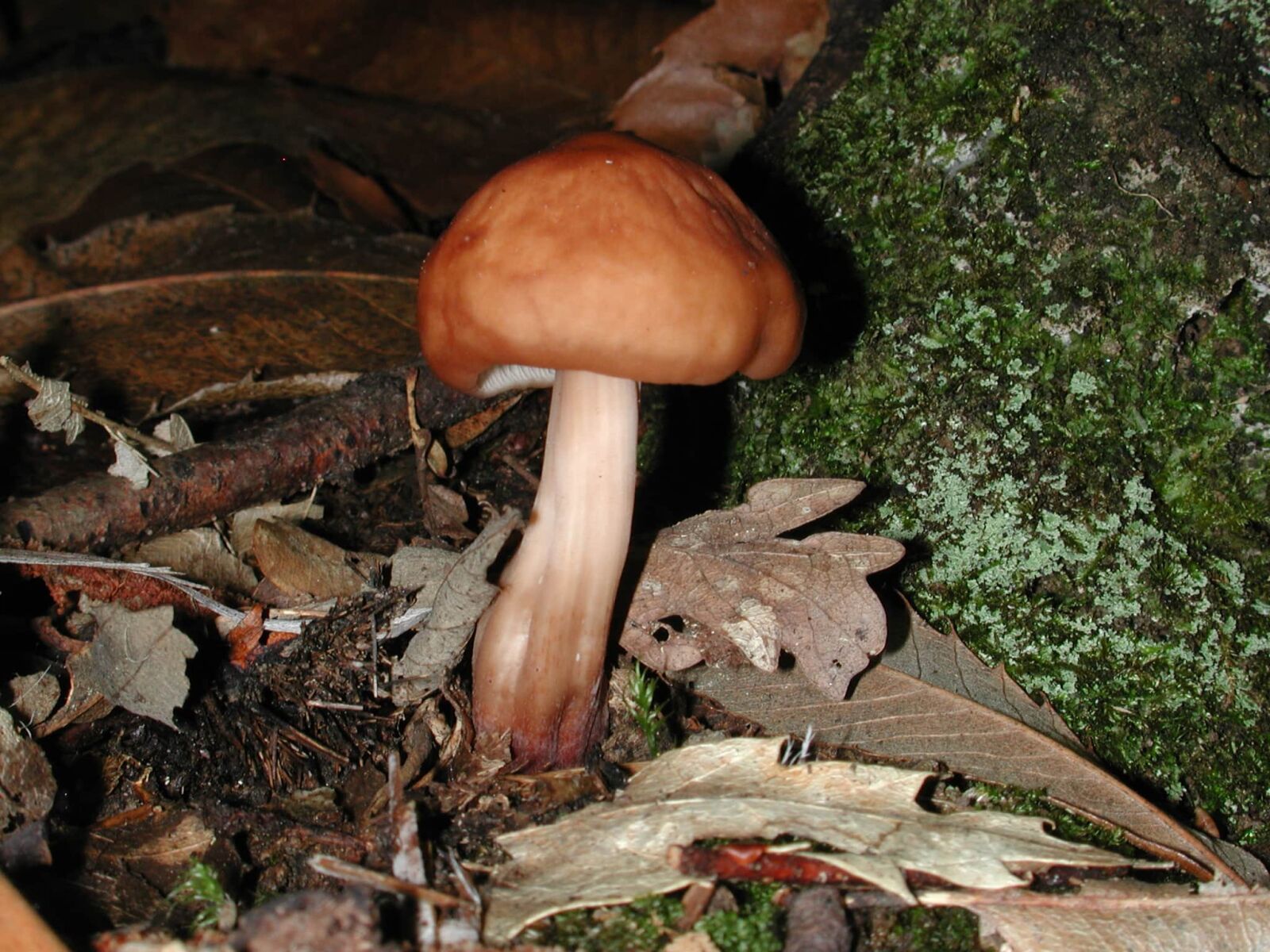 Nikon E990 sample photo. Wood, nature, moss, mushroom photography