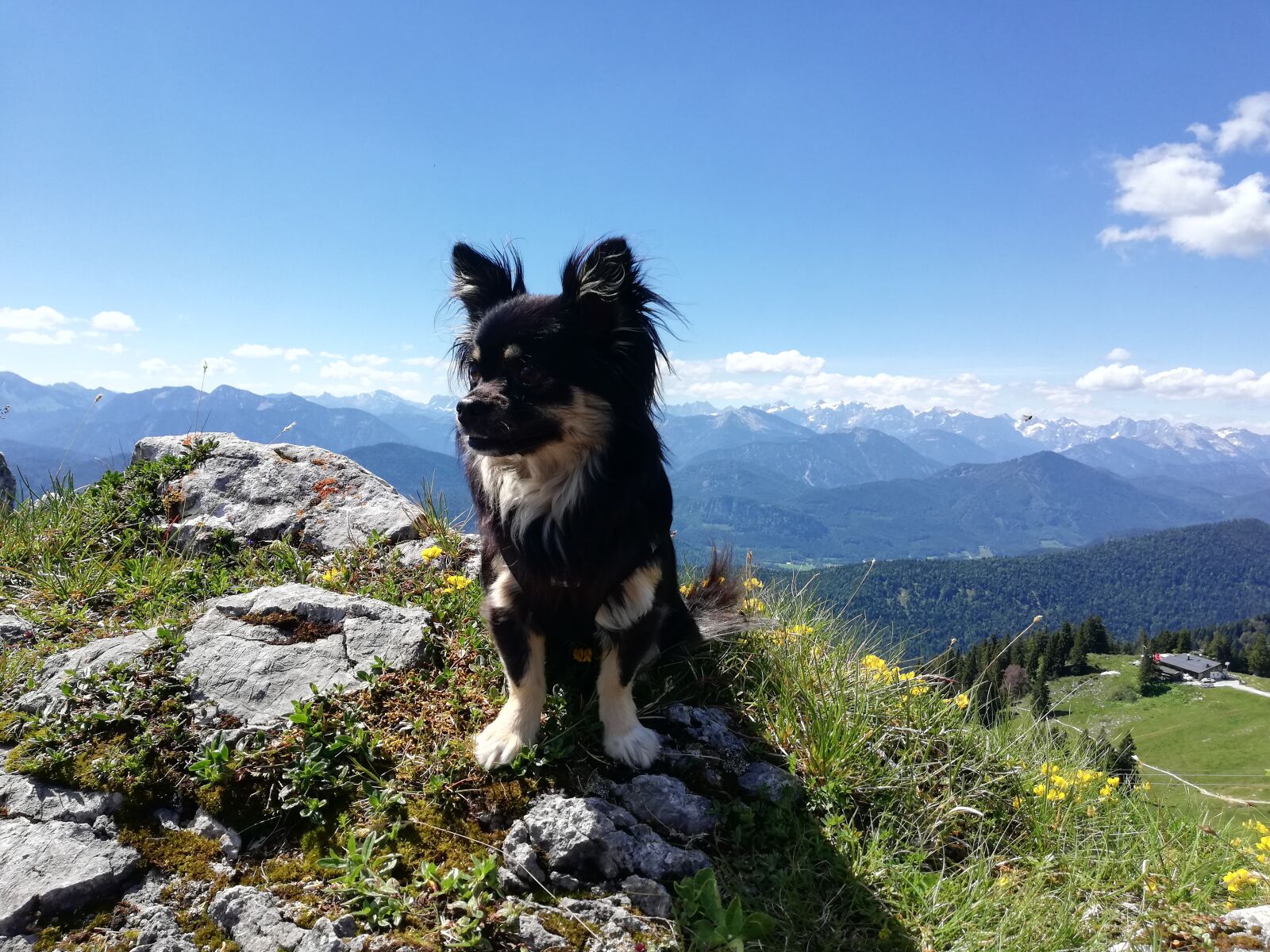 HUAWEI P20 lite sample photo. Chihuahua, dog, brauneck photography