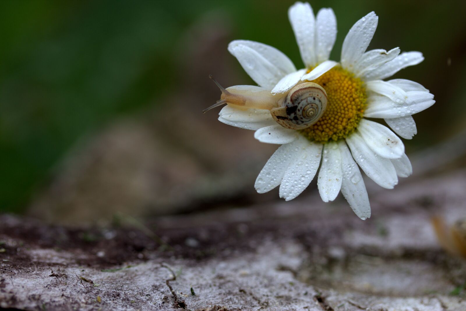 Canon EF-S 60mm F2.8 Macro USM sample photo. Snail, shell, horns photography