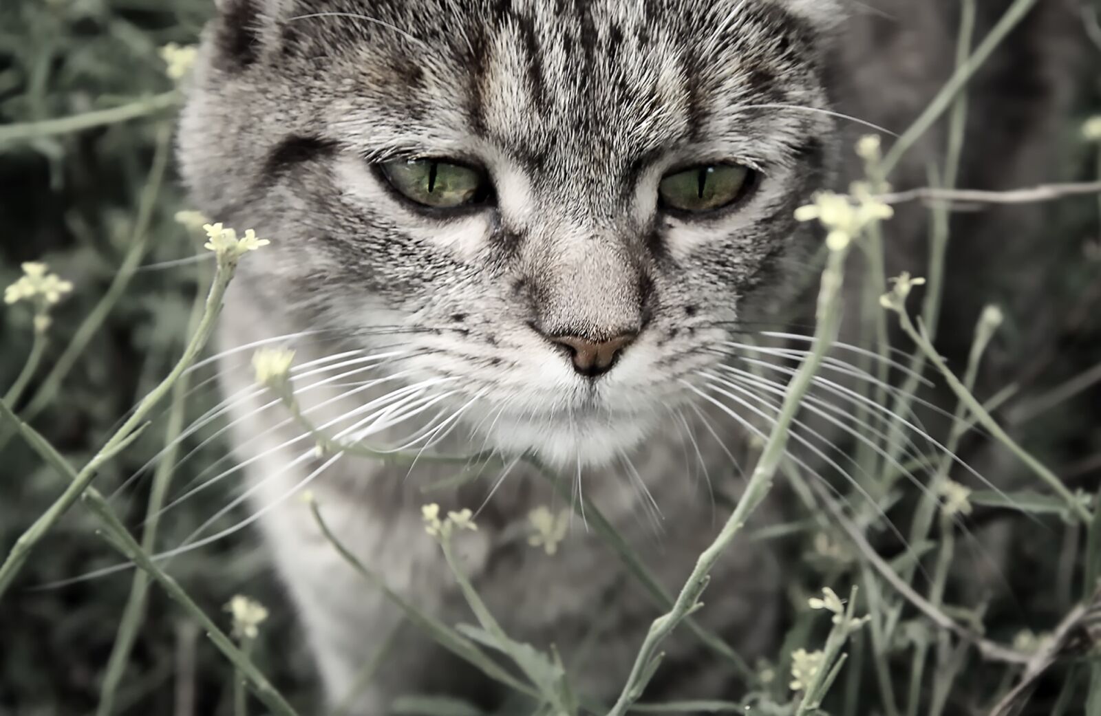 Canon EOS 1000D (EOS Digital Rebel XS / EOS Kiss F) sample photo. Cat, nature, domestic animal photography