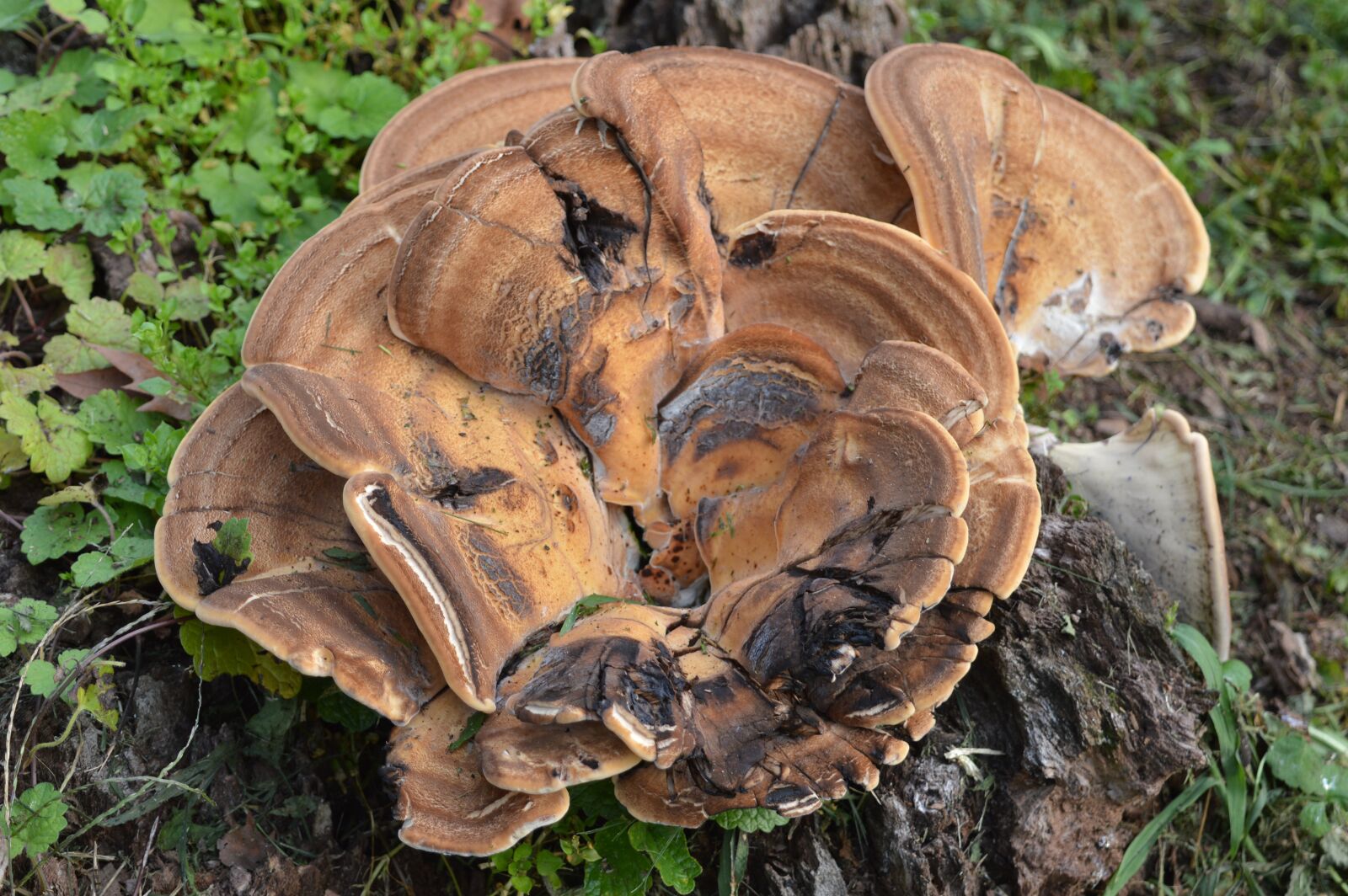 Nikon D3200 sample photo. Nature, forest, tree fungus photography