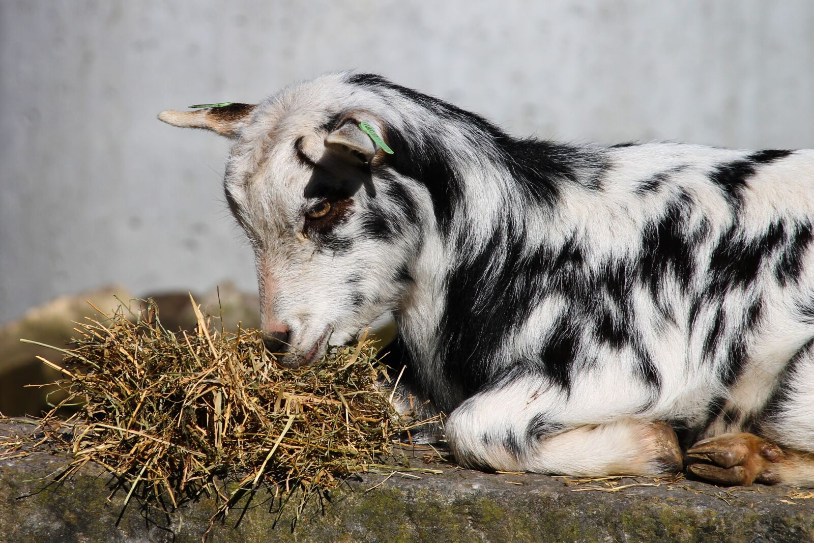 Canon EOS 1100D (EOS Rebel T3 / EOS Kiss X50) sample photo. Goat, domestic goat, young photography