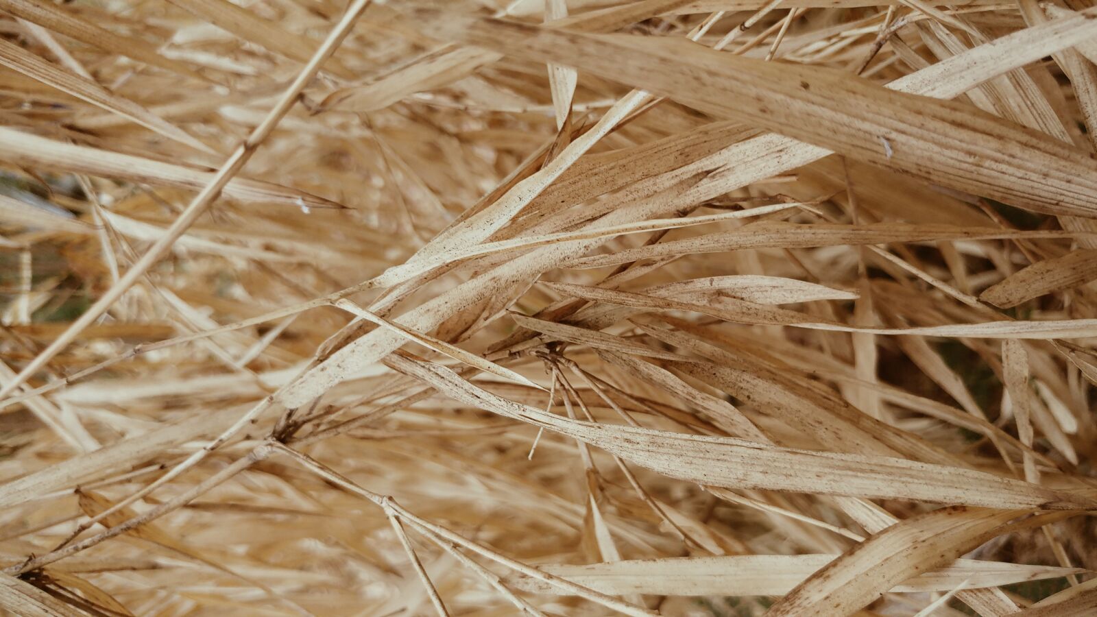 LG G5 sample photo. Bamboo leaves, dry, parched photography