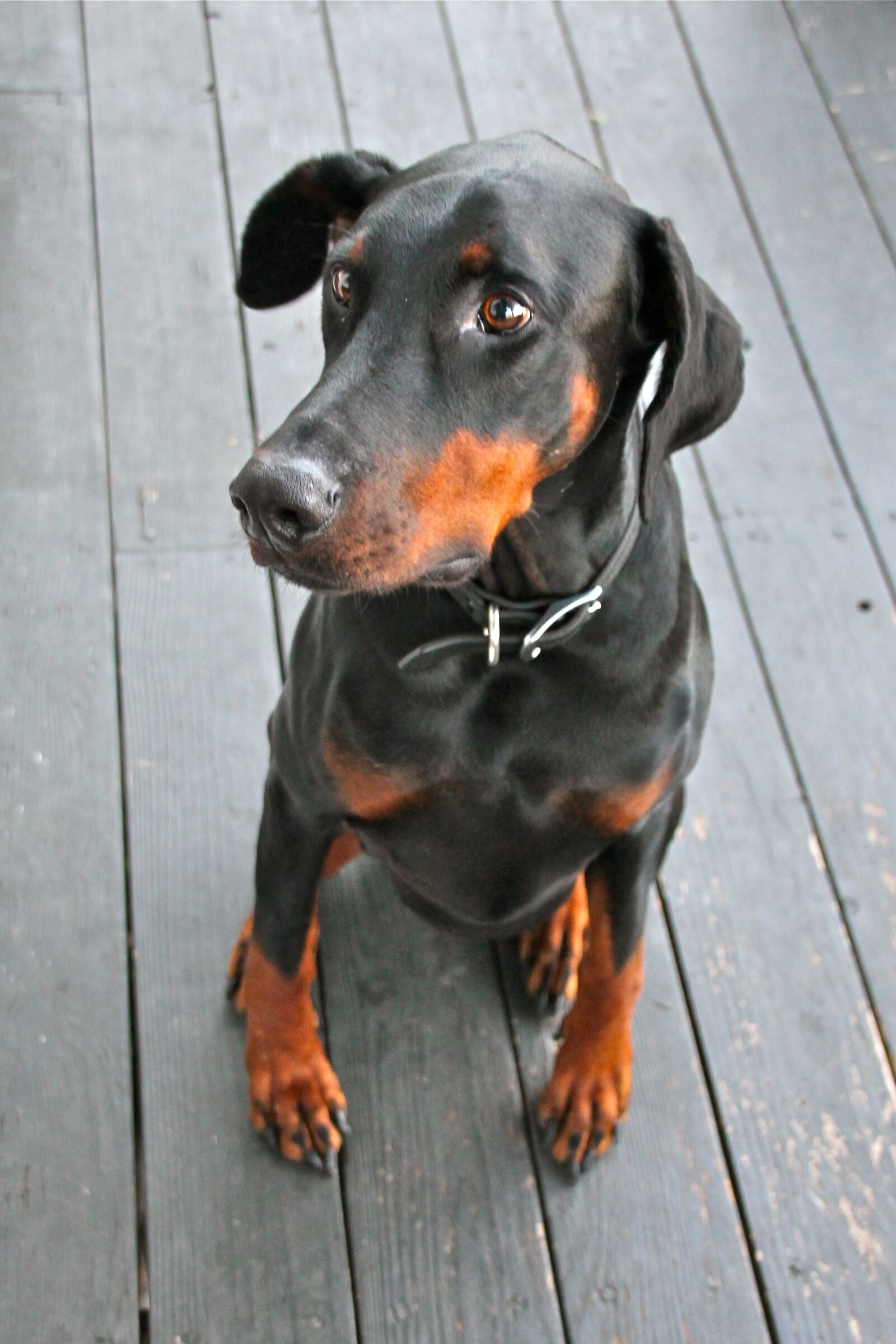 Canon EOS 1100D (EOS Rebel T3 / EOS Kiss X50) sample photo. Dogs, canine, puppy photography
