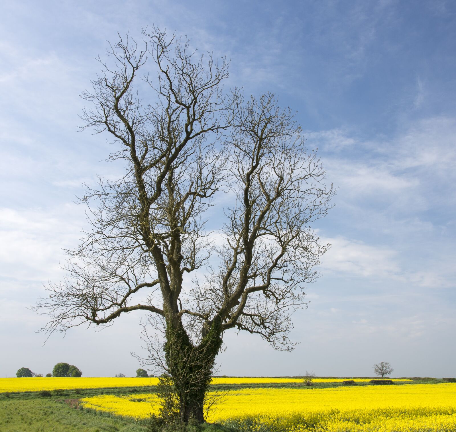 Nikon D7200 sample photo. Landscape, tree, rapeseed photography