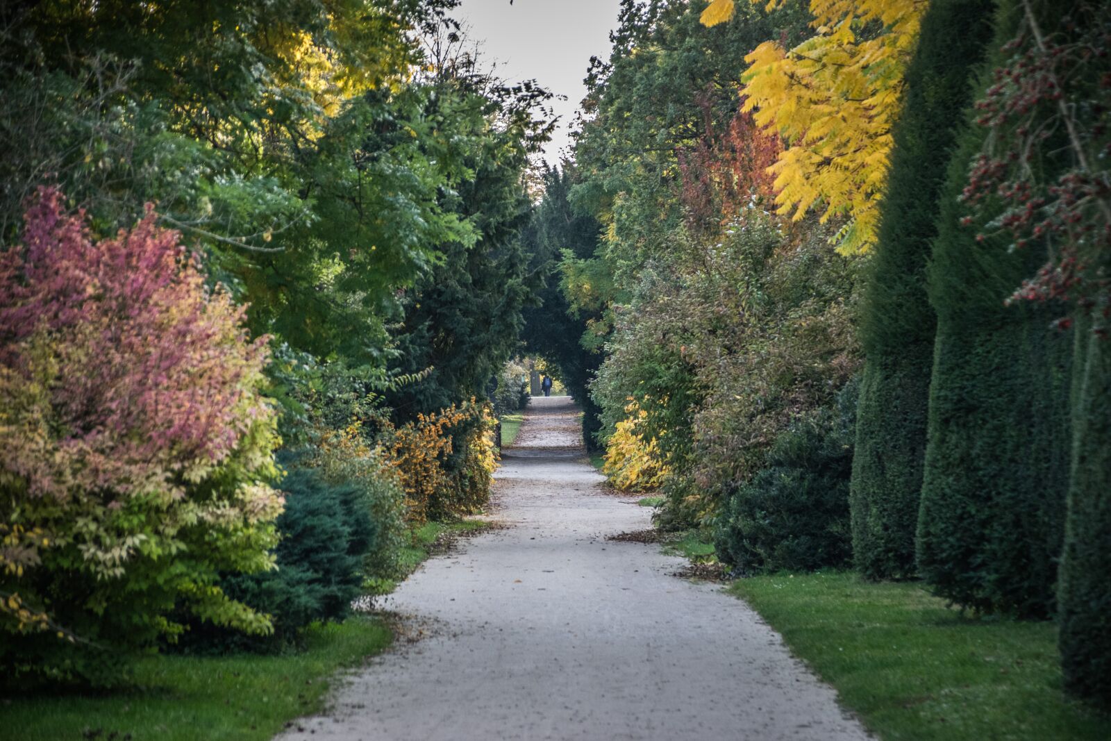 Nikon D5300 sample photo. Park, trees, landscape photography