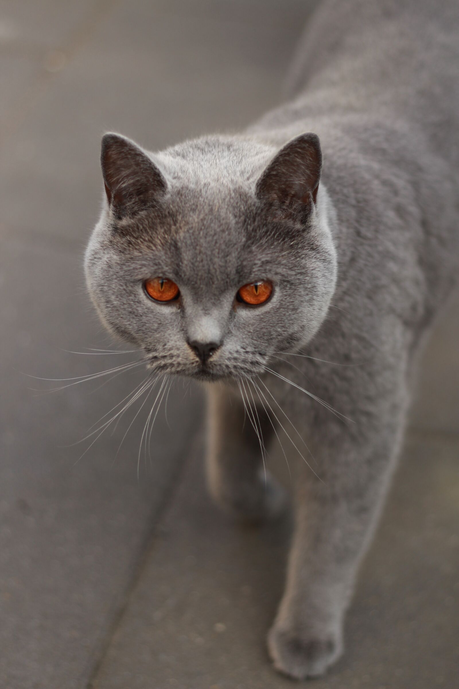Canon EOS 700D (EOS Rebel T5i / EOS Kiss X7i) + Canon EF 50mm F1.8 STM sample photo. Cat, grey, eyes photography