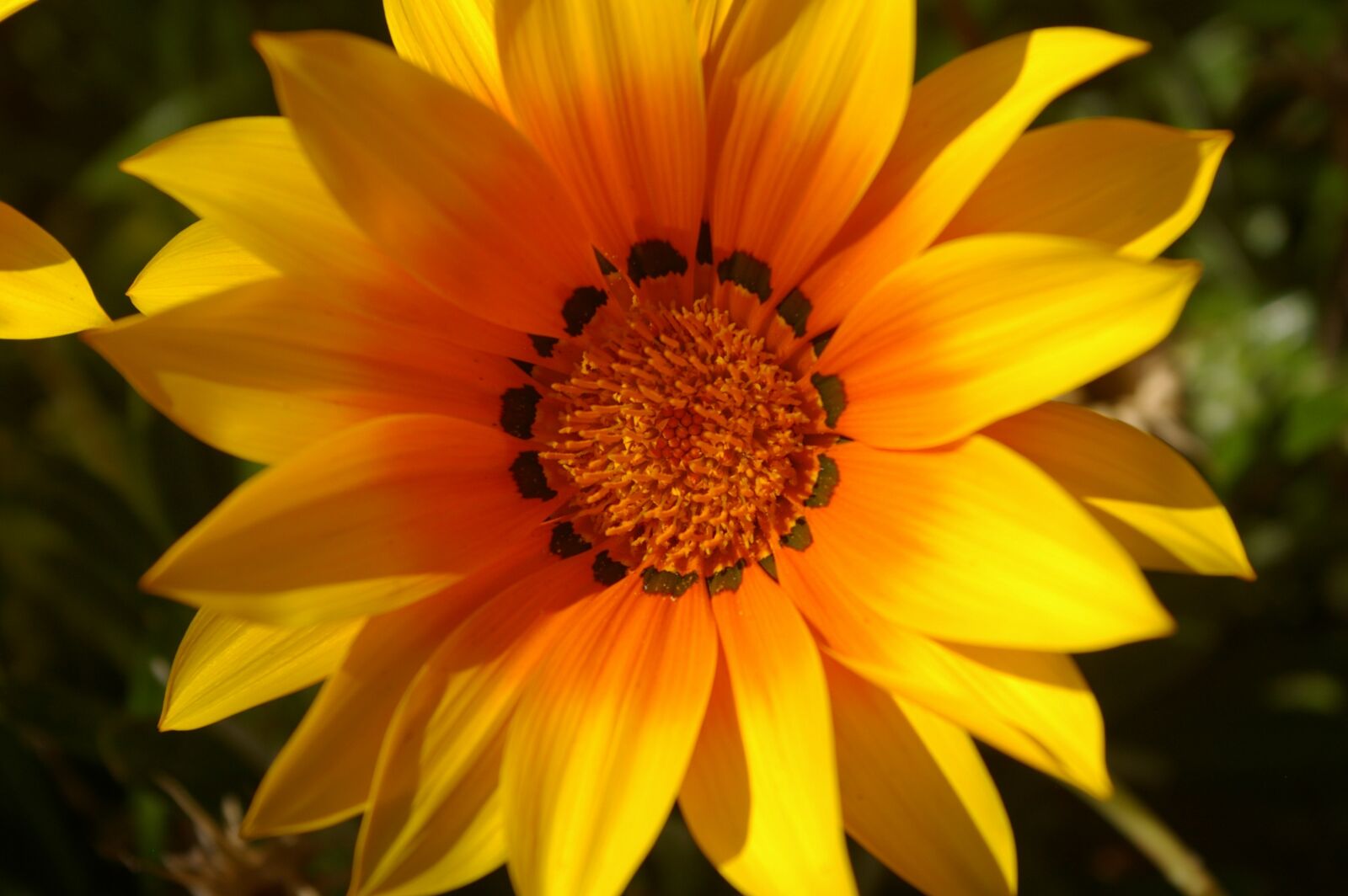 Pentax K100D Super sample photo. Flower, yellow, beauty photography
