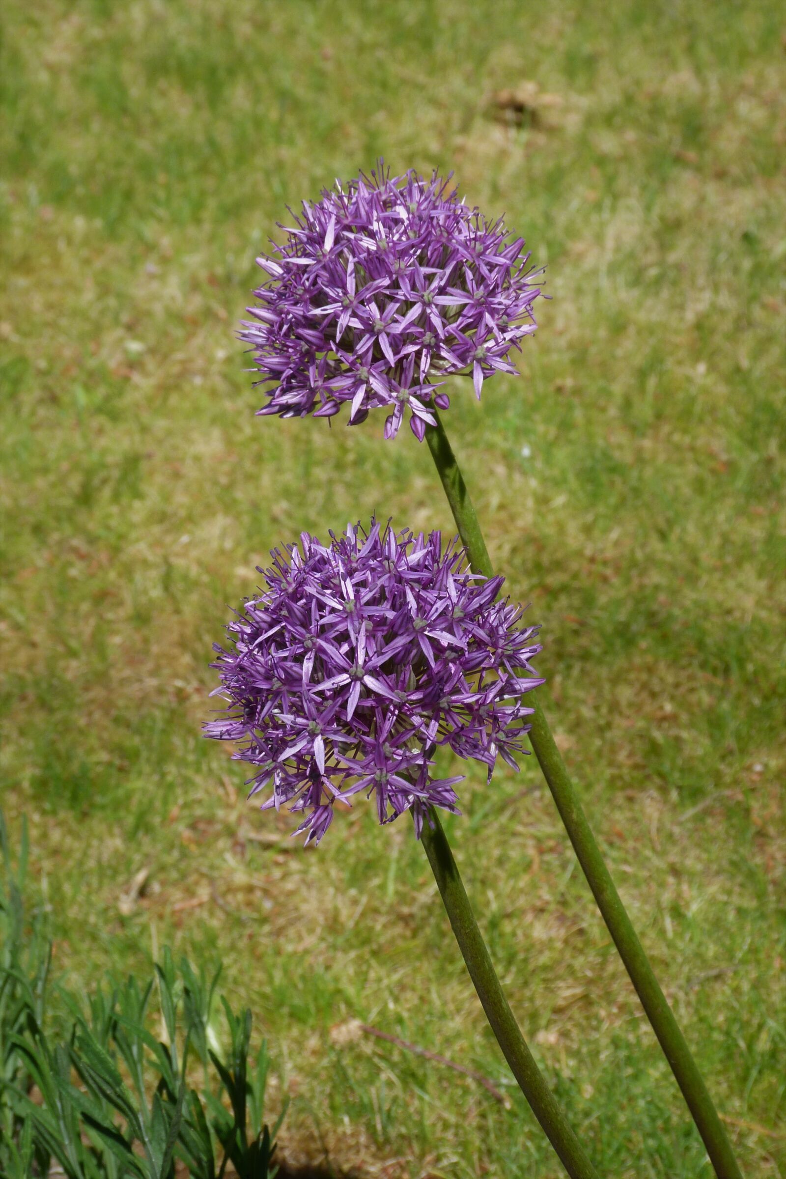 Panasonic Lumix DMC-FZ40 (Lumix DMC-FZ45) sample photo. Allium, flower, purple photography