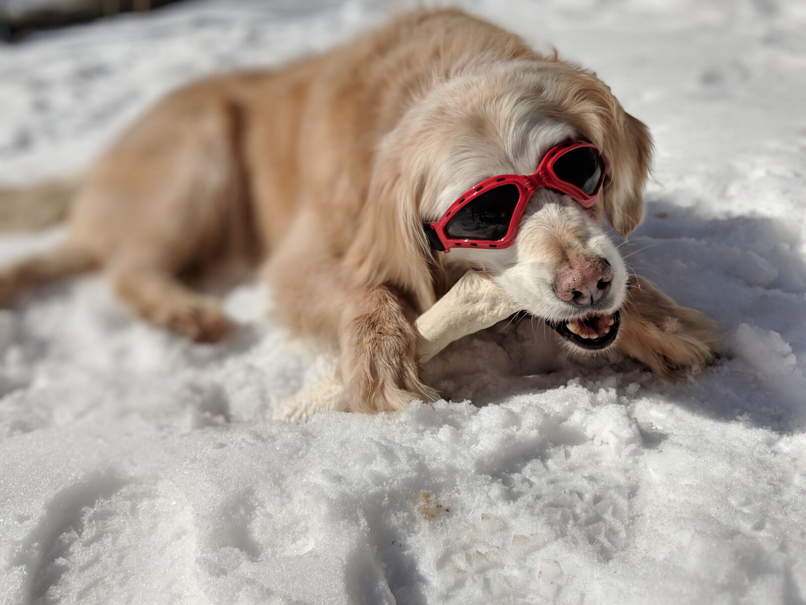 Google Pixel 2 XL sample photo. Golden retriever, dog, old photography