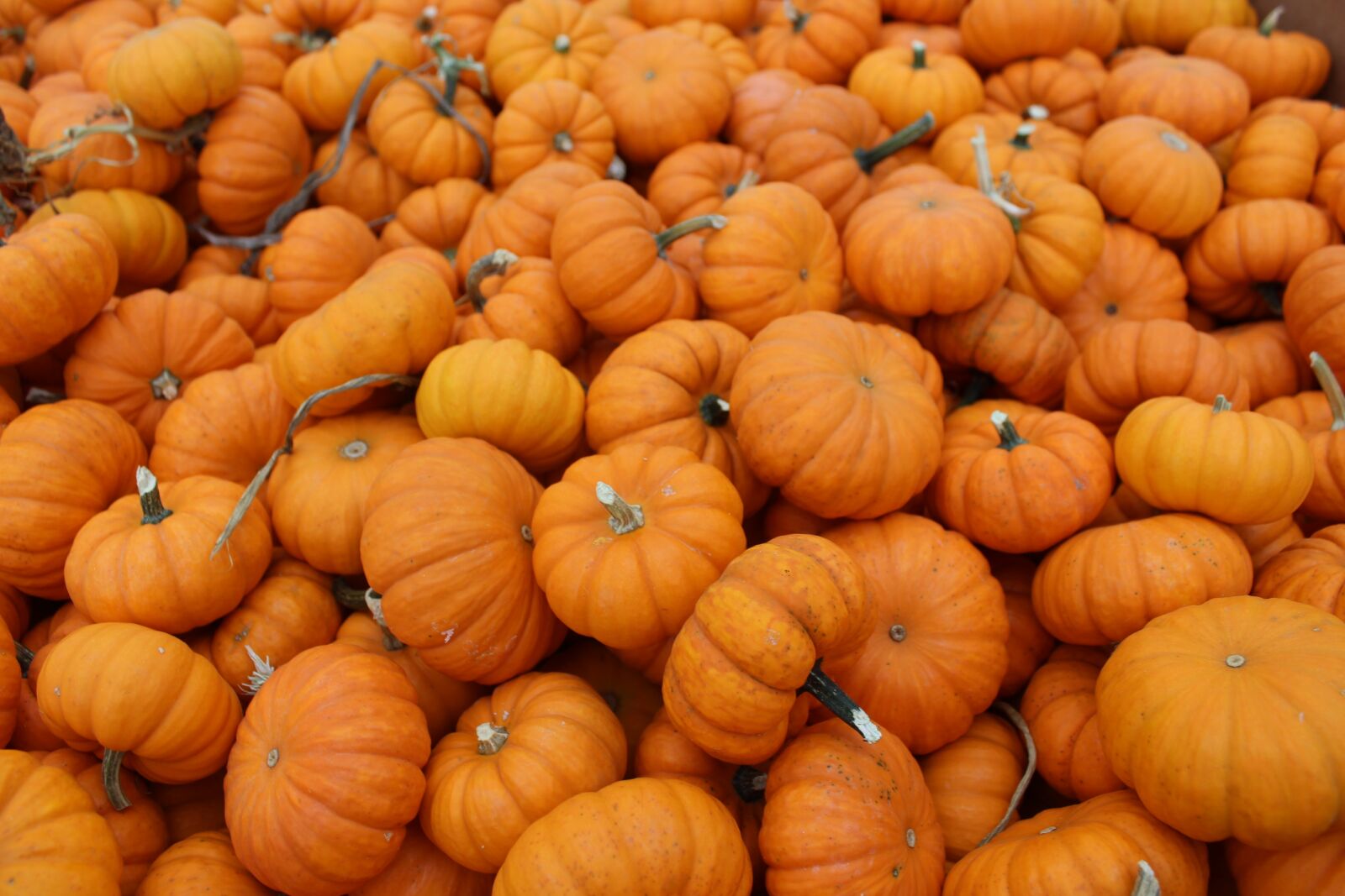 Canon EOS 1200D (EOS Rebel T5 / EOS Kiss X70 / EOS Hi) sample photo. Pumpkins, johnson farms plants photography