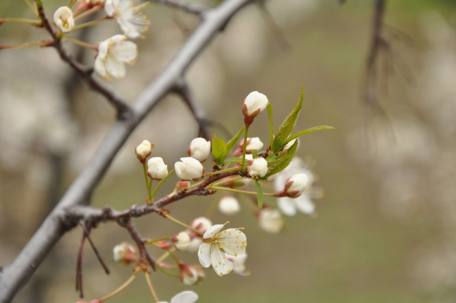 Nikon D90 sample photo. Spring, bloom, nature photography