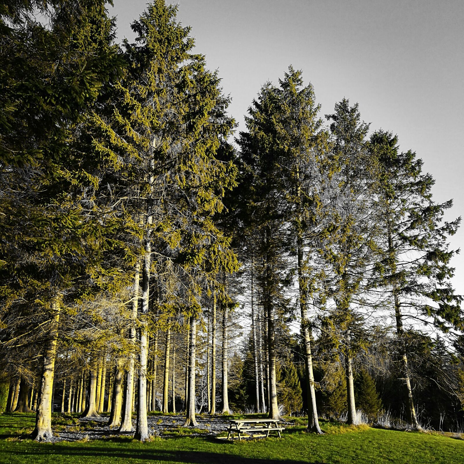 HUAWEI P9 sample photo. Evergreen, picnic, picnic, table photography